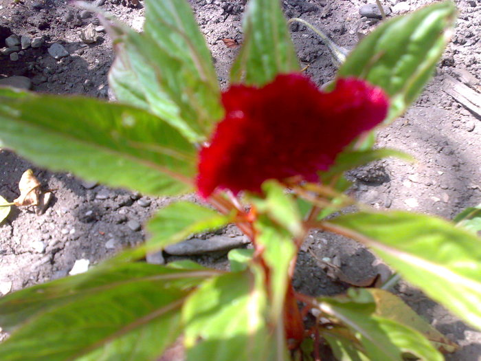 creasta cocosului - Florile din gradina mea - 2009