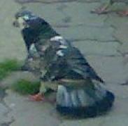 Copy of 12082008848 - 18a Constanta 1