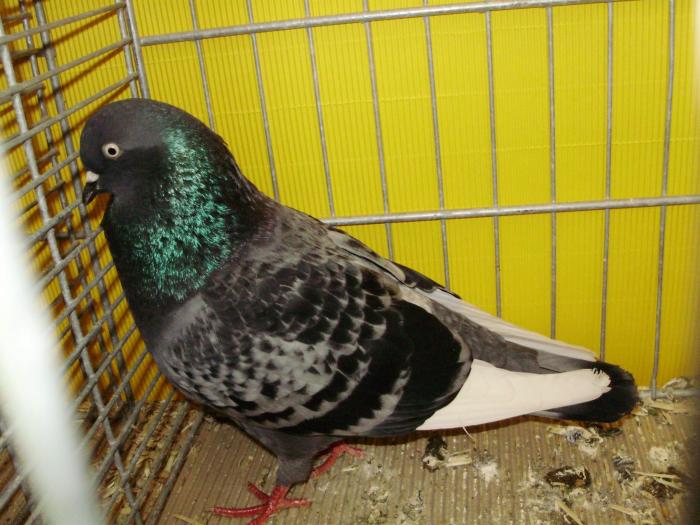 15218 koln 1 - 1505 partea 7