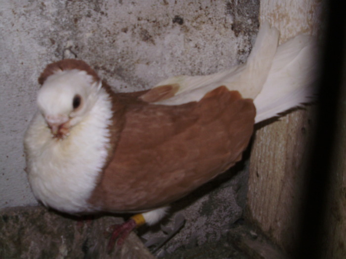 P8232023 - 1744 Sedat Iusein