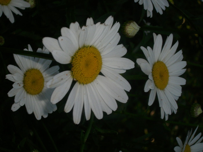 DSCI0684 - flori din gradina mea