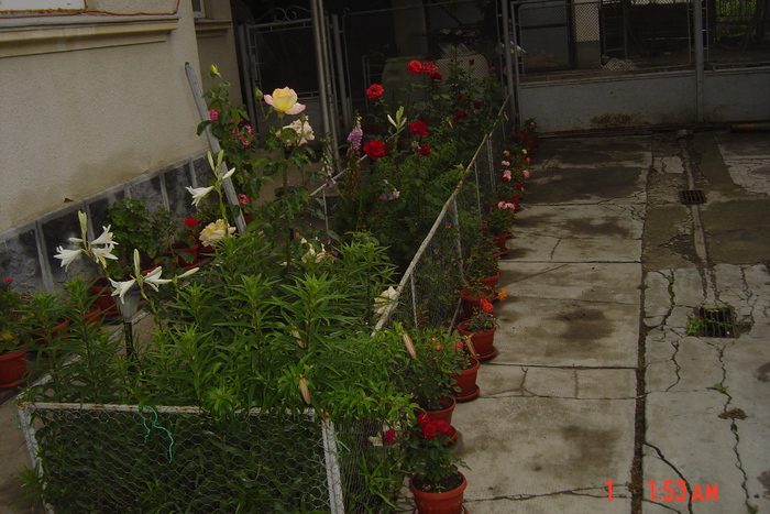 rondou cu flori - florile mele in 2009