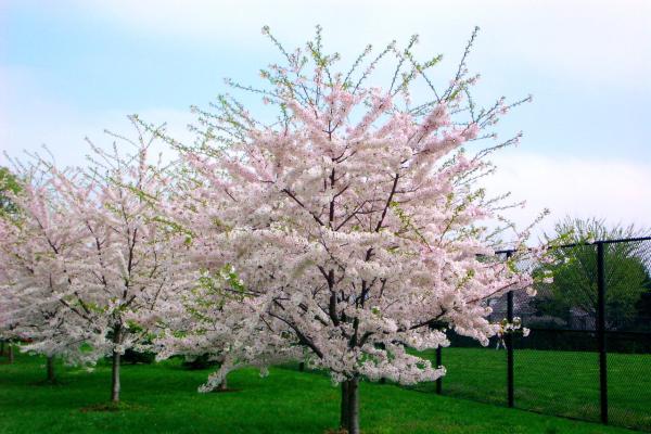 cherryblossomtree
