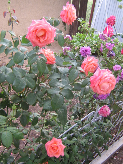 picture 813 - trandafiri