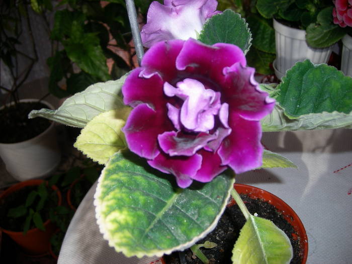 Gloxinia mov dublu