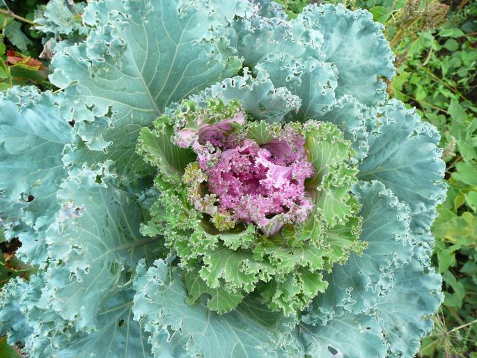 P1010329 - Gradina flori