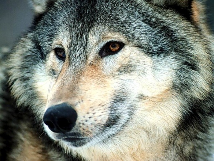 webshots369 - Animale