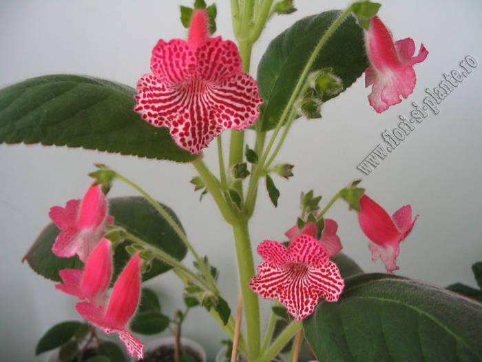 Kohleria new hibrid A 5