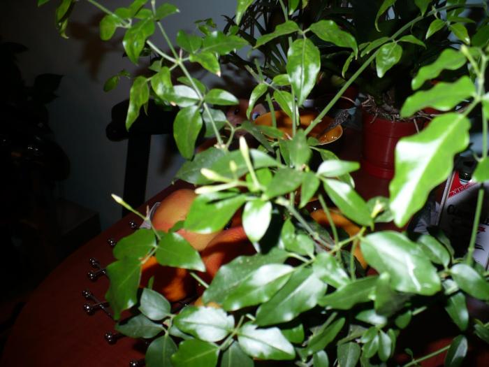 P1060364 - Alte plante