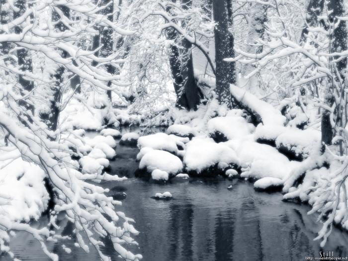 Iarna in padure2 - poze iarna craciun