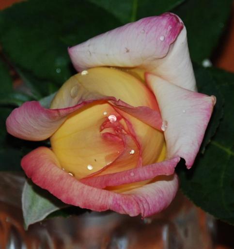 trandafir cumparat din Dragasani - trandafiri Aninoasa