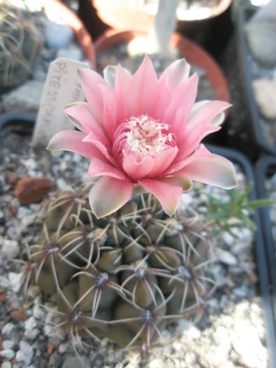 Gymnocalycium de la Pitesti - 20.06