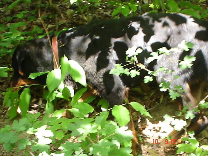 DSC04867 - BELLA poze noi