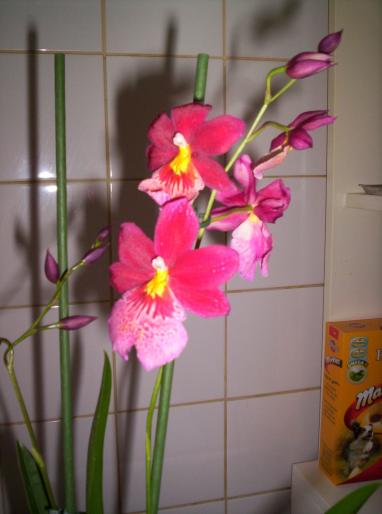 orhidee 30 sept 2007 (2