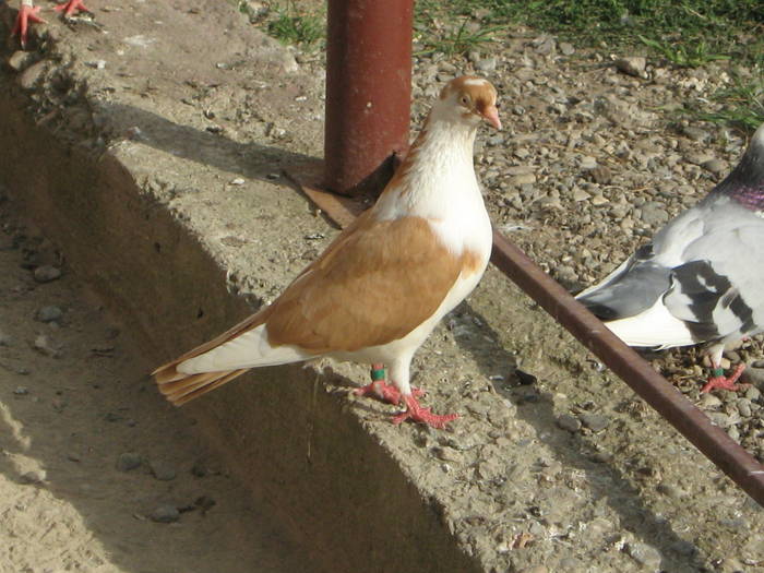 Femela - E- Poze vara 2009