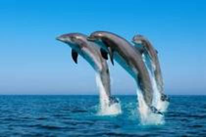 delfin - Animale