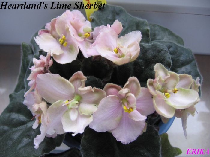 Heartland's Lime Sherbet 2009 jun 12