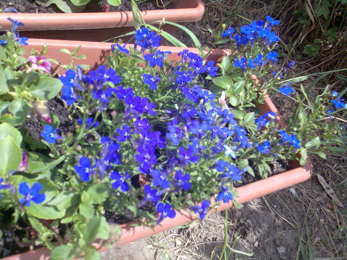 lobelie; Lobelia erinus
