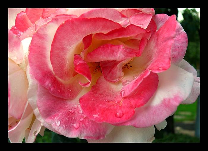rose 1 - Flori