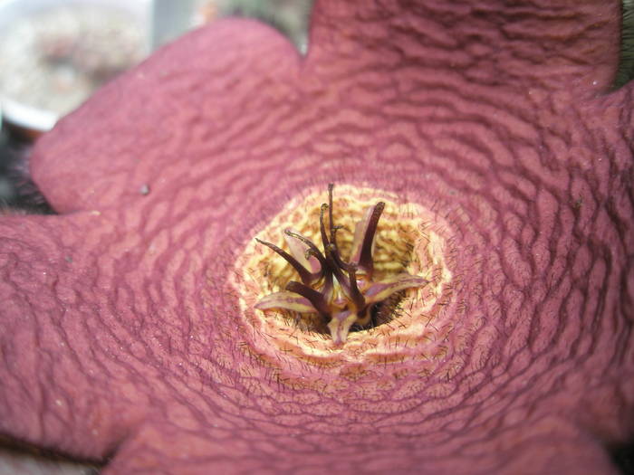 Stapelia comparabilis - floare 2 - Asclepidiacee 2009