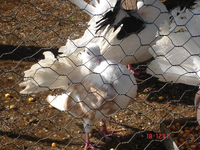 161 - D Porumbei Voltati Vechi