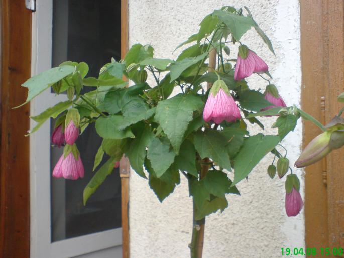 Abutilion floare mov - 2008