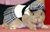 hamster in costum