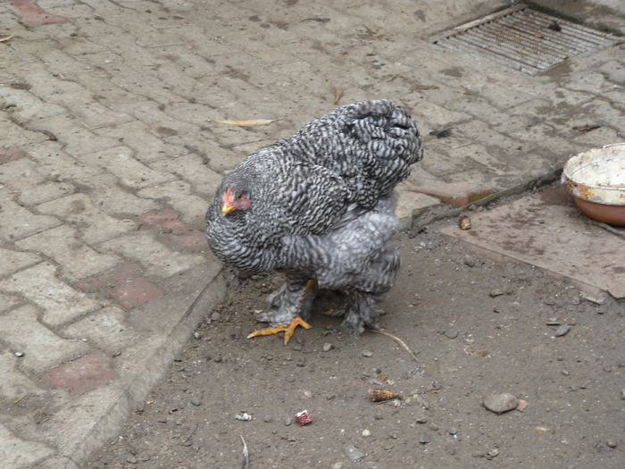 Gaina cochinchina barat