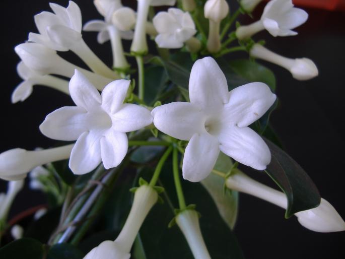 stephanotis floribunda; fam. apocynaceae
