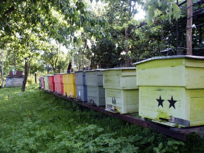 PICT0046-1 - apicultura