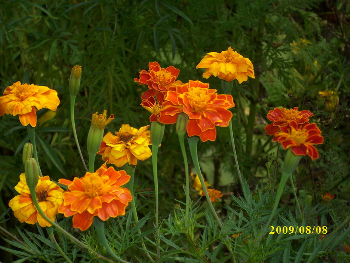 DSCI0708 - flori de salcamsi alte flori