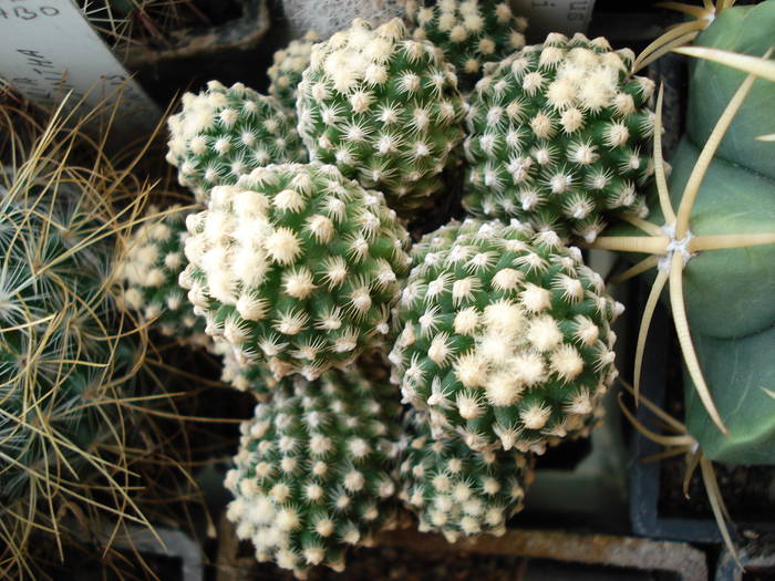 DSC08607 - Cactusi