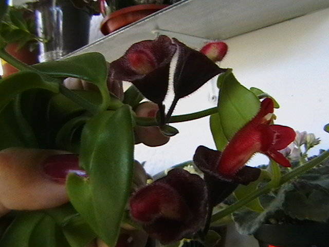 aeschinanthus 30.07