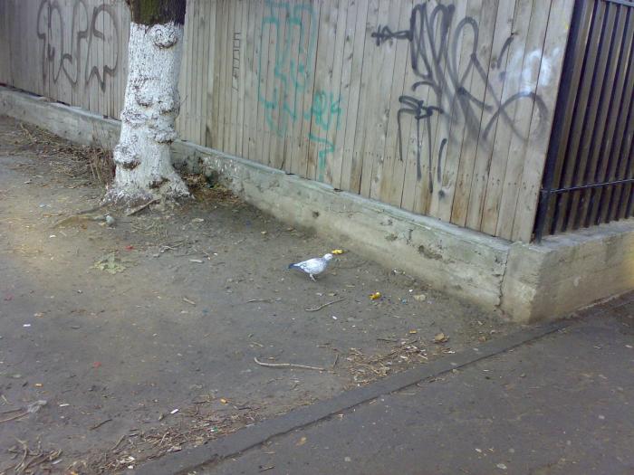 210120091718 - 18a Constanta 1