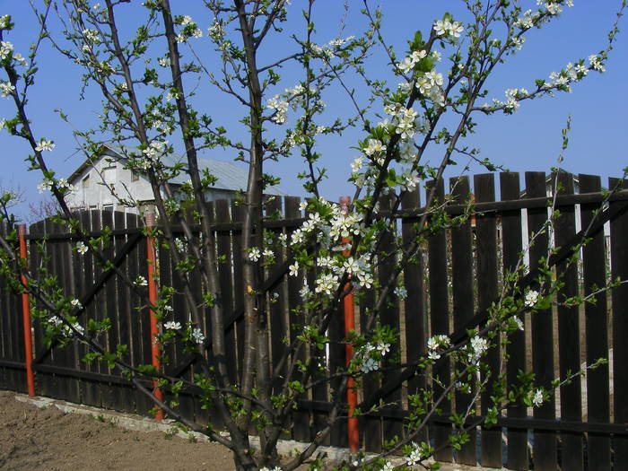 2009_04120084 - Aprilie 2009