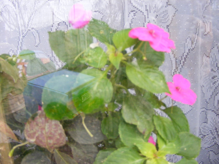 IMPATIENS