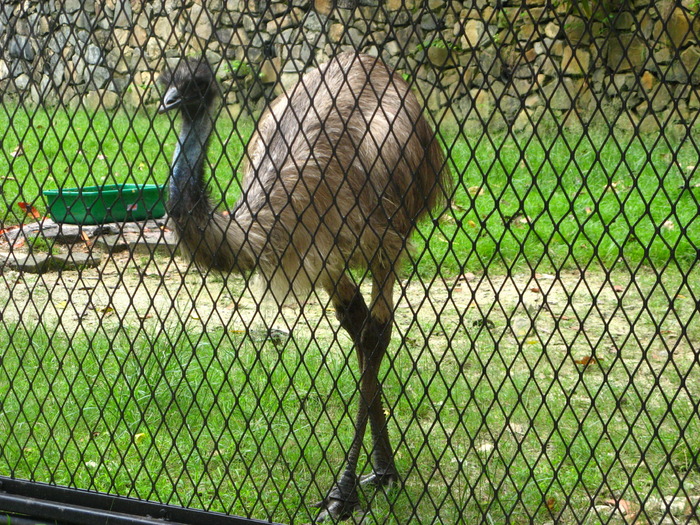 Nandu