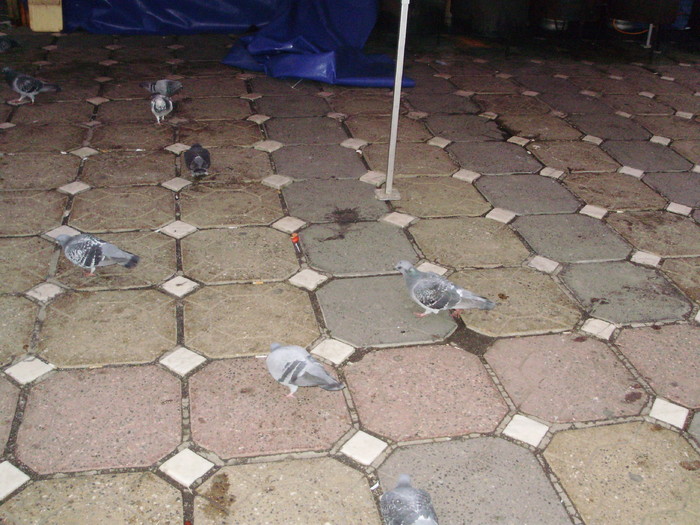 P9040070 - 18g Timisoara