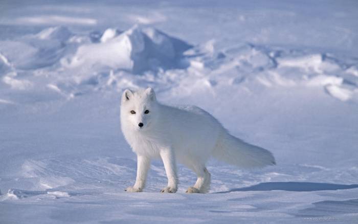 fox-white_1 - ANIMALSS PLANET 3
