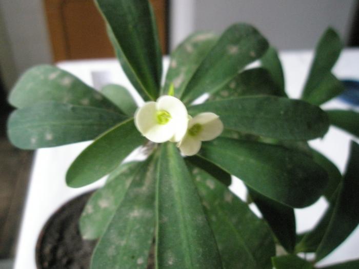 Euphorbia croizatii - Suculente 2008