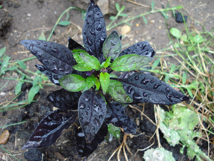 Black Pearl Pepper (2009, Aug.31)