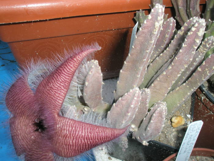 Stapelia flavirostris - 09.07 - Asclepidiacee 2009