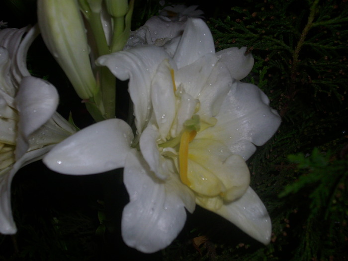 DSCI0433 - flori din gradina mea