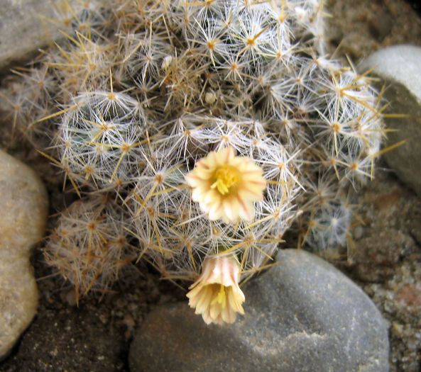 Mammillaria prolifera ssp. texana-flori1
