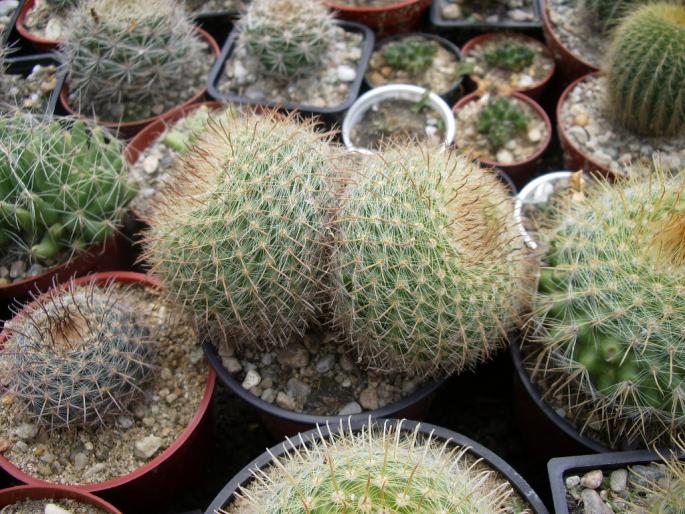 Parodia aureispina bicefala