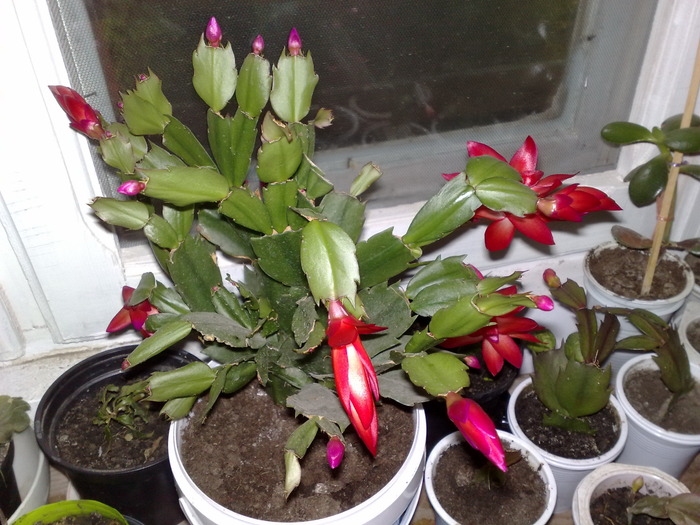 Imagine1288 - Schlumbergera si Rhipsalidolis