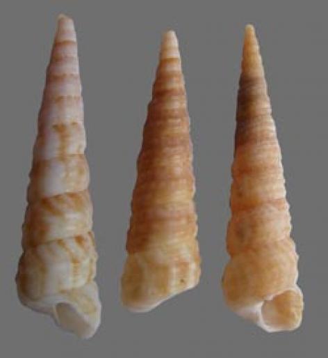 Shell111 - In mare