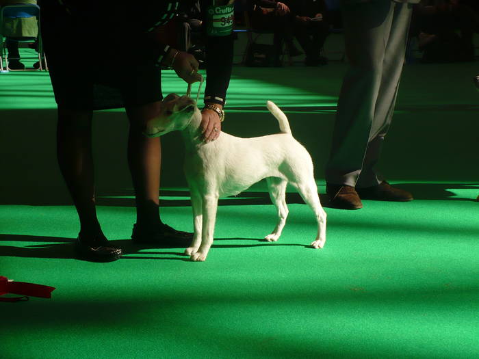 P1050509 - crufts 2009 smooth fox  and wire