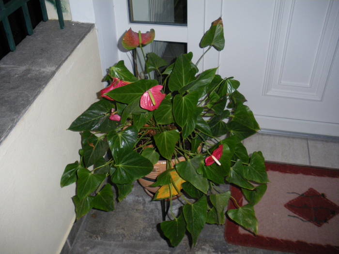 anthurium (floarea flamingo) - flori si plante ornamentale