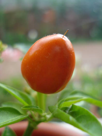 Brazilian Rainbow Pepper (2009, June 08)